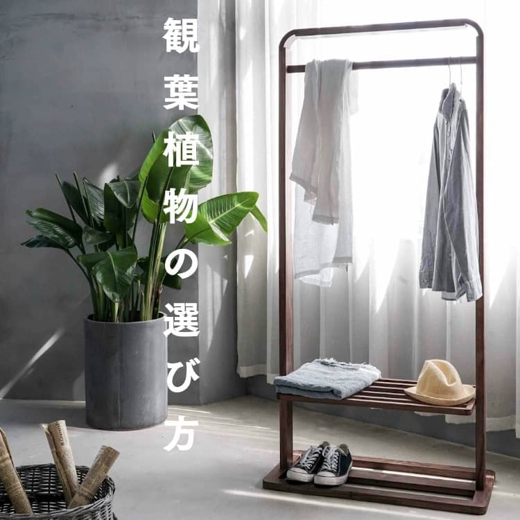 観葉植物の選び方