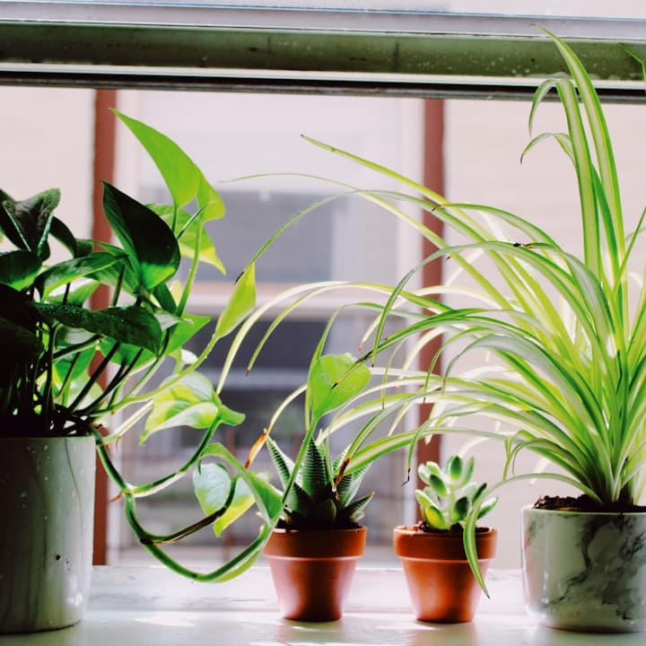 観葉植物