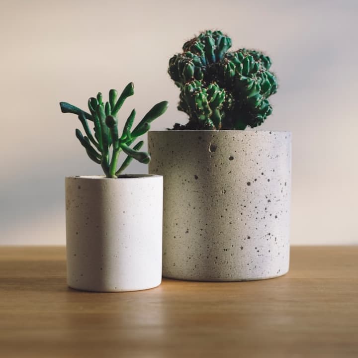 観葉植物