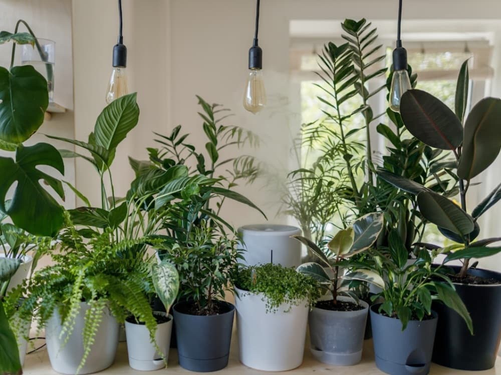 観葉植物