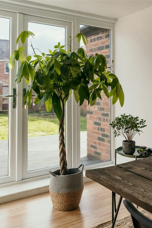 観葉植物