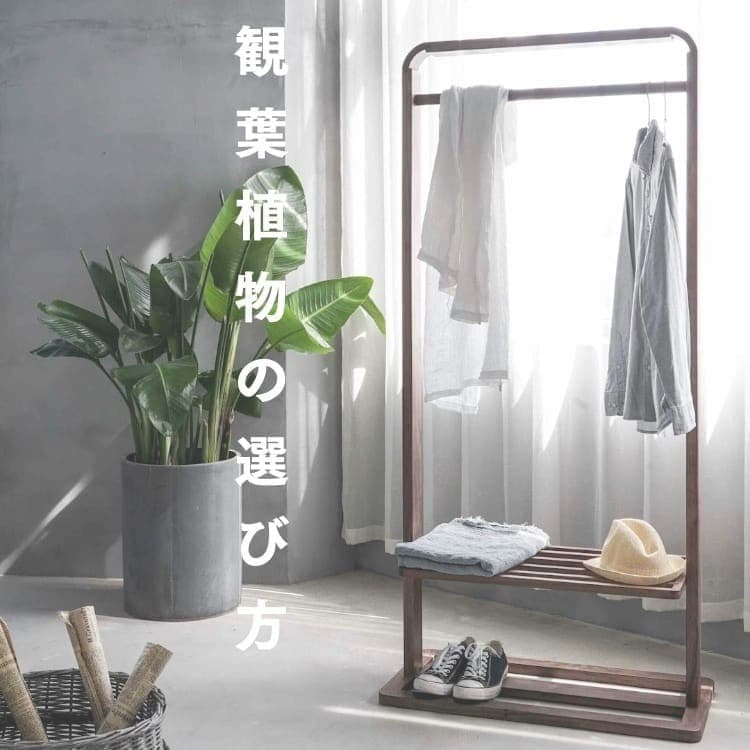 観葉植物の選び方